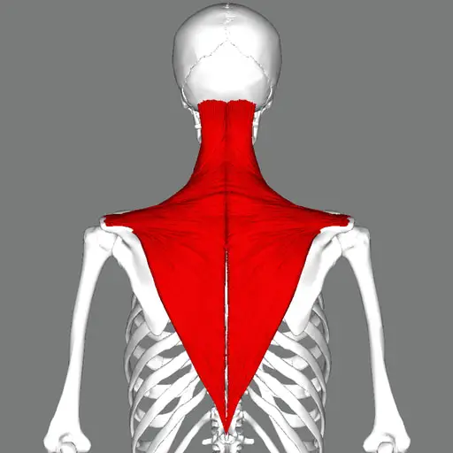 trapezius muscle 1