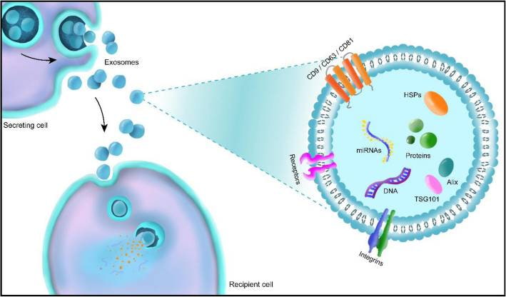 exosome